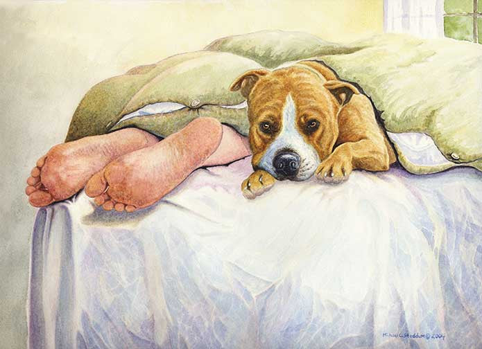 "Amstaff Feet" A Limited Edition American Staffordshire Terrier Print