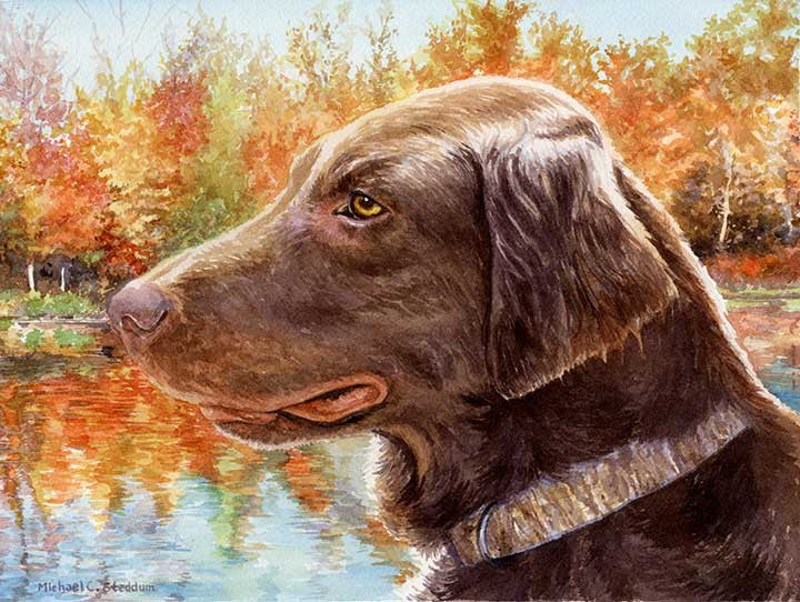 "Colors" A Limited Edition Flat Coated Retriever Print