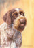"German Wirehaired Pointer Head Study II" A Limited Edition Print