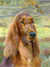 Irish Setter Art