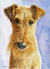 Irish Terrier Art