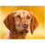 Vizsla Art Reproduction Print – "Oil Head Study" by Michael Steddum - Limited Edition Signed and Numbered Vizsla Art Print - Ideal for a Vizsla Gift