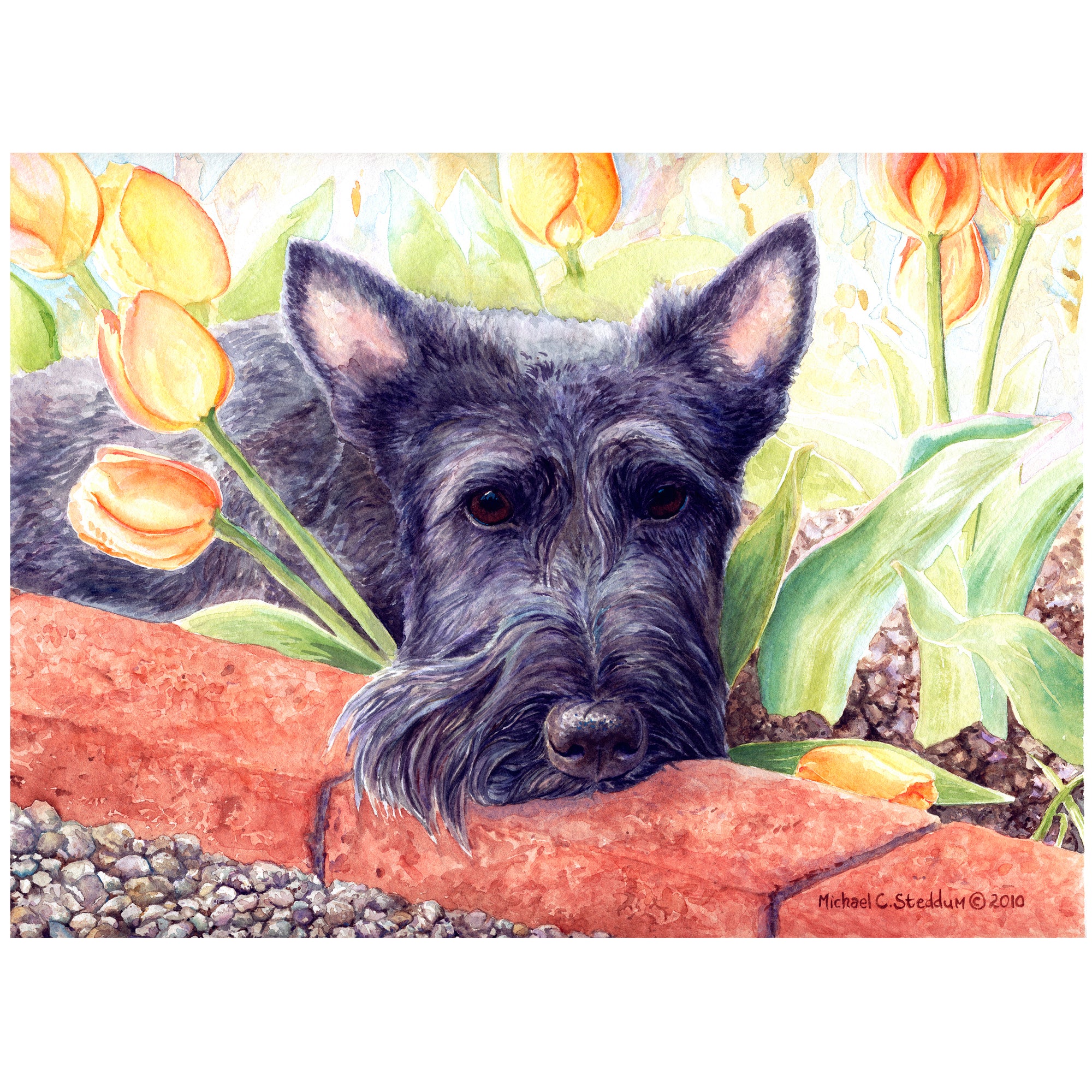 Scottish Terrier Art Reproduction Print - "Scottie Tulips" by Michael Steddum - Limited Edition Signed and Numbered Scottish Terrier Art Print - Awesome Scottie Gift