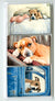 American Staffordshire Terrier Magnet Set