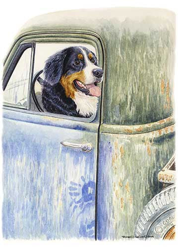 "Be Back in a Minute" A Limited Edition Bernese Mountain Dog Print