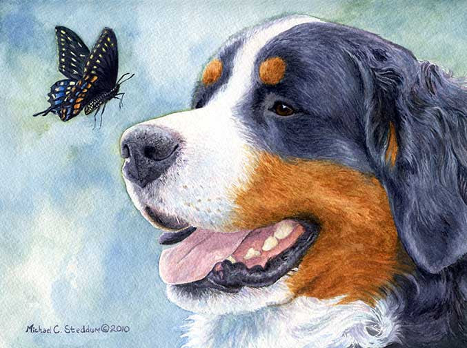 "Bernese Encounter" A Limited Edition Bernese Mountain Dog Print