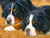 "Observers" A Limited Edition Bernese Mountain Dog Print