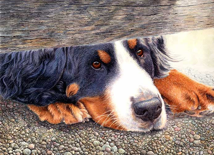 "The Watchman" A Limited Edition Bernese Mountain Dog Print