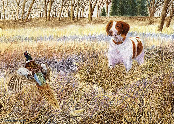 brittany spaniel pheasant hunting