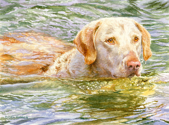 "Summer Swim" A Limited Edition Chesapeake Bay Retriever Print