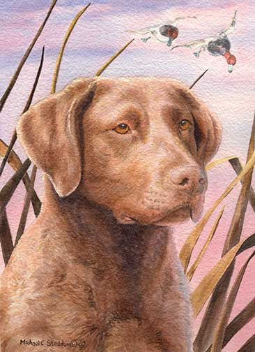 Chesapeake bay retriever, diamond painting diy kit ds787