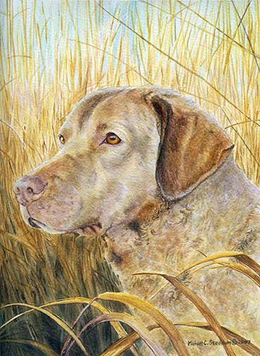 Chesapeake bay retriever, diamond painting diy kit ds787