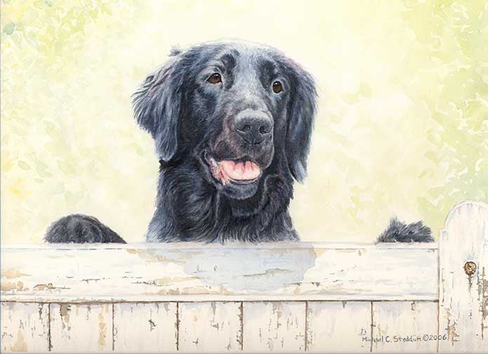 "First Impressions" A Limited Edition Flat Coated Retriever Print