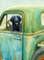 “Excursion” A Limited Edition Flat Coated Retriever Print