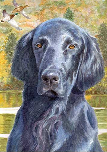 "Fall Days" A Limited Edition Flat Coated Retriever Print