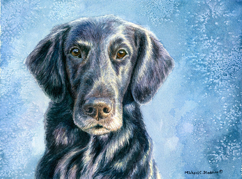 "Intensity" A Limited Edition Flat Coated Retriever Print