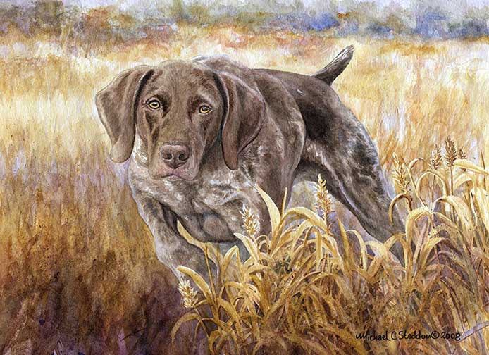 "Strike" A Limited Edition German Shorthaired Pointer Print