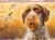 "October" A Limited Edition German Wirehaired Pointer Print