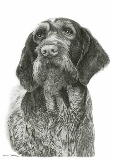 German Wirehaired Pointer Pencil Print