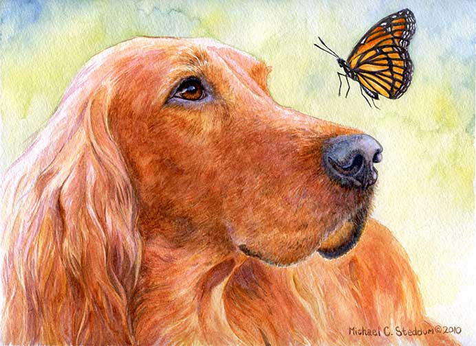 "Discovery" A Limited Edition Irish Setter Print