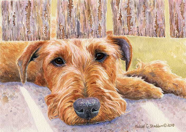 "Watching & Waiting" A Limited Edition Irish Terrier Print