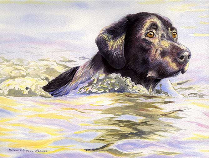 "Water Dog" A limitied Edition Labrador Retriever Print