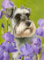 "Schnauzer Irises" A Limited Edition Schnauzer Print