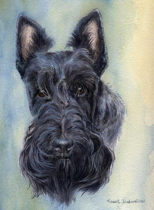 "Head Study III" A Limited Edition Scottish Terrier Print