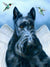 "Angel Wings" A Limited Edition Scottish Terrier Print